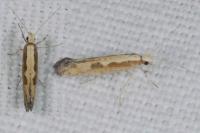 Plutella xylostella