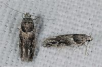 Recurvaria nanella