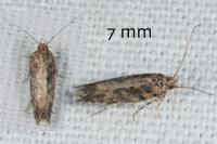 Scrobipalpa ocellatella