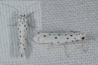 Yponomeuta