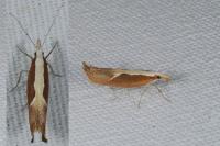 Ypsolopha dentella