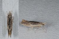 Ypsolopha scabrella