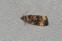 Endothenia