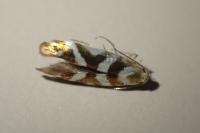 Argyresthia goedartella