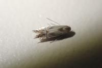 Phyllocnistis unipunctella