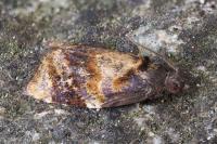 Ditula angustiorana