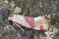 Diceratura amaranthica