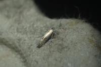 Phyllocnistis unipunctella