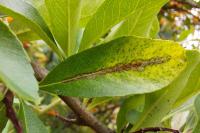 Phyllonorycter leucographella