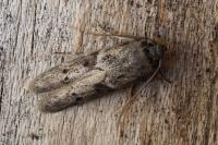 Blastobasis glandulella