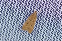 Helcystogramma lutatella
