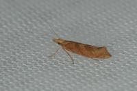 Ypsolopha sylvella