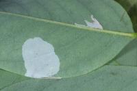 Macrosaccus robiniella