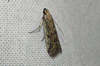 Phycitodes