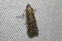 Phycitodes