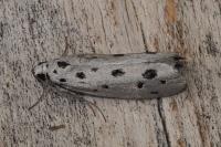 Ethmia dodecea