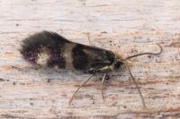 Micropterix aglaella