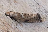 Acrolepiopsis marcidella