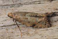 Acrolepiopsis marcidella