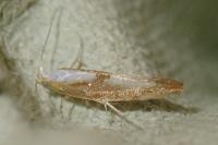 Argyresthia