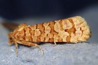 Lozotaeniodes formosana