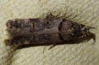 Teleiopsis diffinis