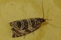 Celypha rivulana