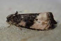 Metendothenia atropunctana