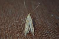 Metzneria neuropterella