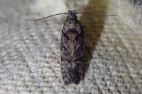 Carpatolechia decorella