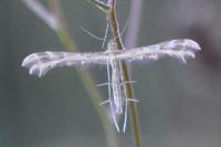 Oxyptilus laetus