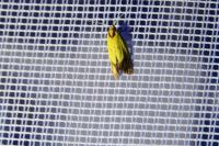 Agapeta zoegana