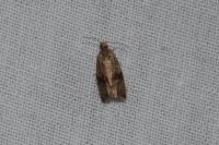Philedone gerningana