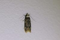 Endrosis sarcitrella