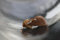 Korscheltellus lupulinus