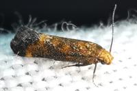 Apodia bifractella