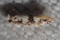 Infurcitinea atrifasciella