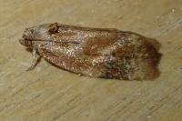 Ditula angustiorana
