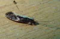 Monopis obviella
