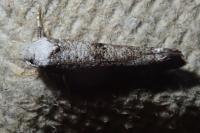 Paraswammerdamia albicapitella
