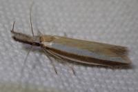Pleurota aristella
