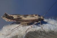 Scythris limbella