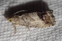 Cydia splendana