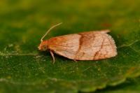 Clepsis rurinana