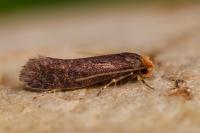 Cephimallota crassiflavella