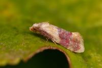 Diceratura ostrinana