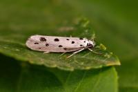 Ethmia dodecea