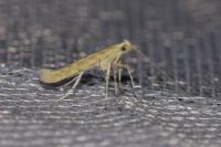 Povolnya leucapennella