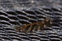 Aristotelia ericinella