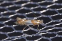 Phyllonorycter roboris